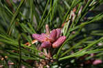 Spruce pine